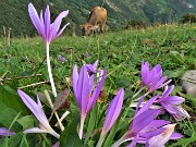 59 Colchicum autumnale ( Colchico d'autunno) con mucca al pascolo trado-pomeridiano